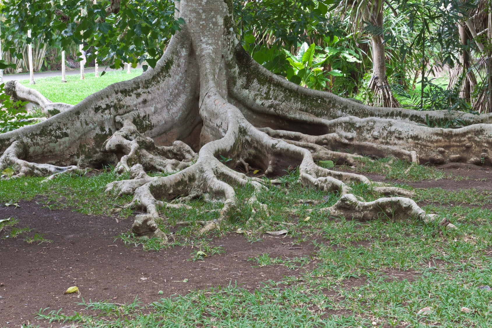 the-dangers-of-tree-roots-for-plumbing-electric-drain