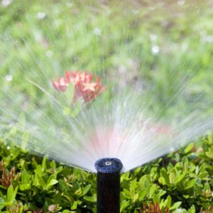 Sprinkler watering flower bush